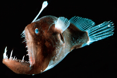 Save The Anglerfish Home